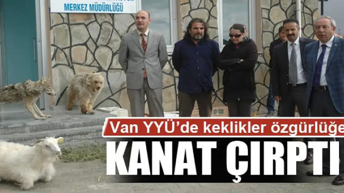 Van YYÜ'de keklikler özgürlüğe kanat çırptı