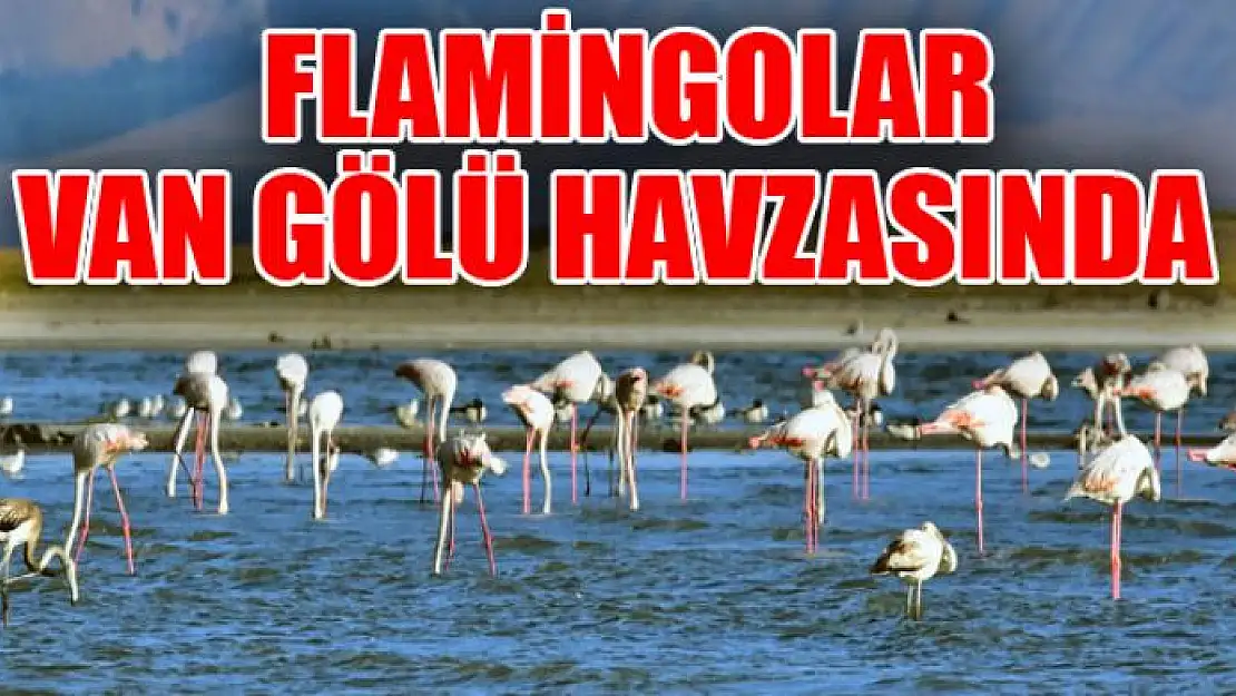 FLAMİNGOLAR VAN GÖLÜ HAVZASINDA 