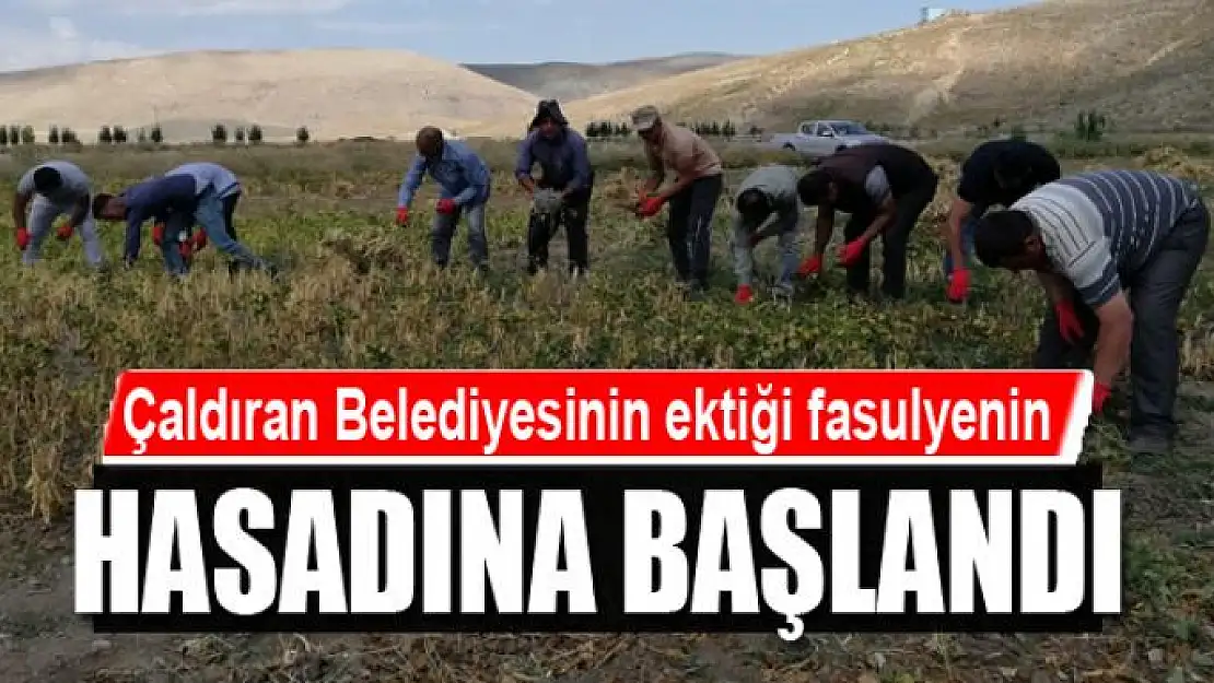 Çaldıran Belediyesinin ektiği fasulyenin hasadına başlandı