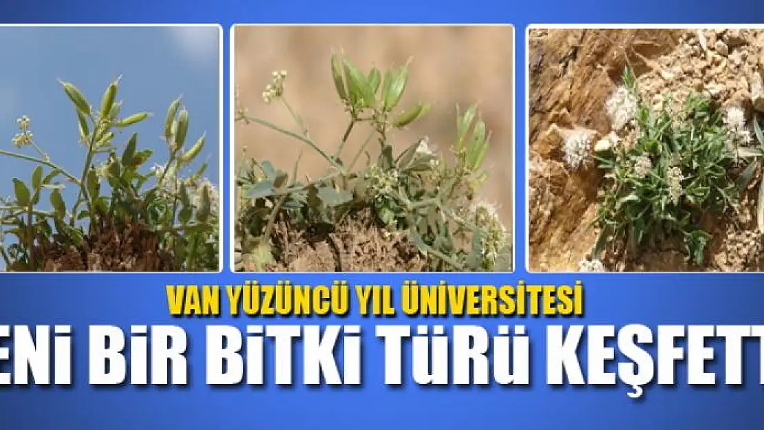 VAN YYÜ YENİ BİR BİTKİ TÜRÜ KEŞFETTİ