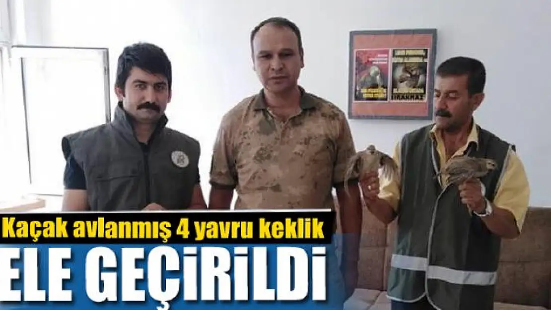 Van'da kaçak avlanmış 4 yavru keklik ele geçirildi