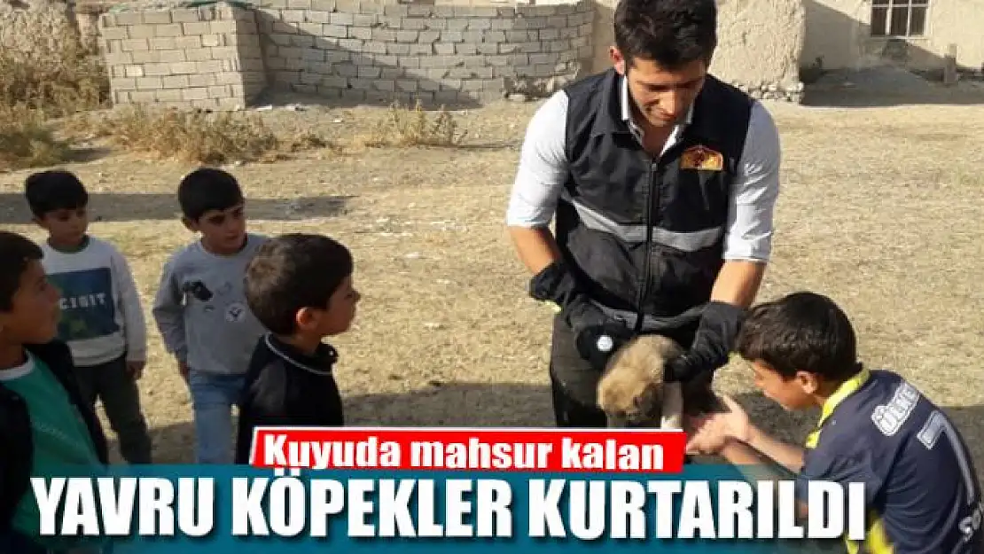 Kuyuda mahsur kalan yavru köpekler kurtarıldı