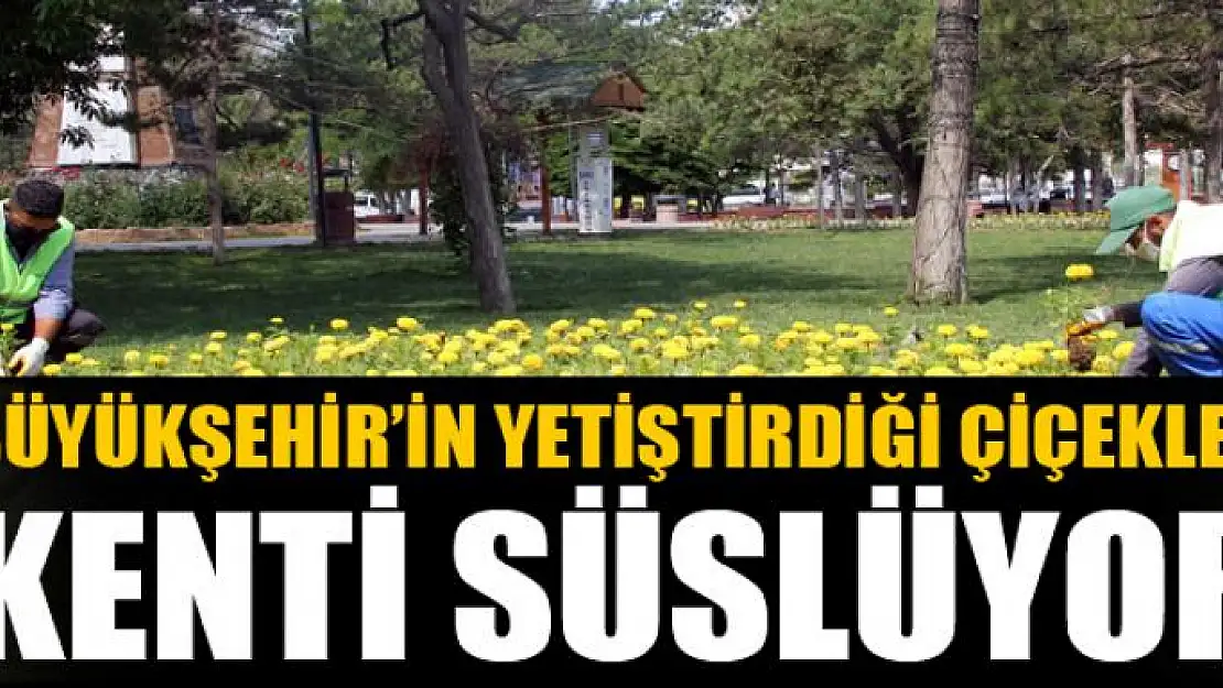 Van Büyükşehir Belediyesinin yetiştirdiği çiçekler kenti süslüyor