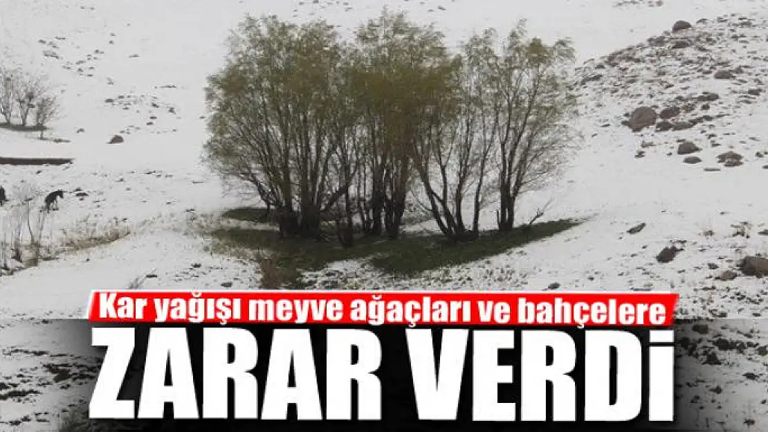 kar yağışı meyve ağaçları ve bahçelere zarar verdi 