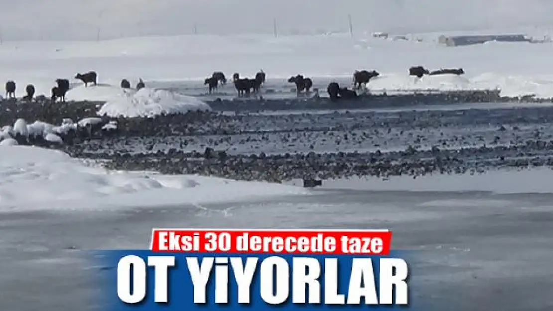 Eksi 30 derecede taze ot yiyorlar