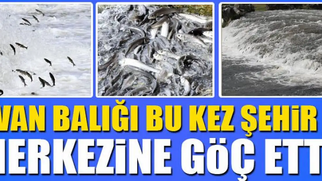 Van balığı bu kez şehir merkezine göç etti 