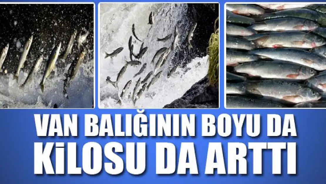 VAN BALIĞININ BOYU DA KİLOSU DA ARTTI