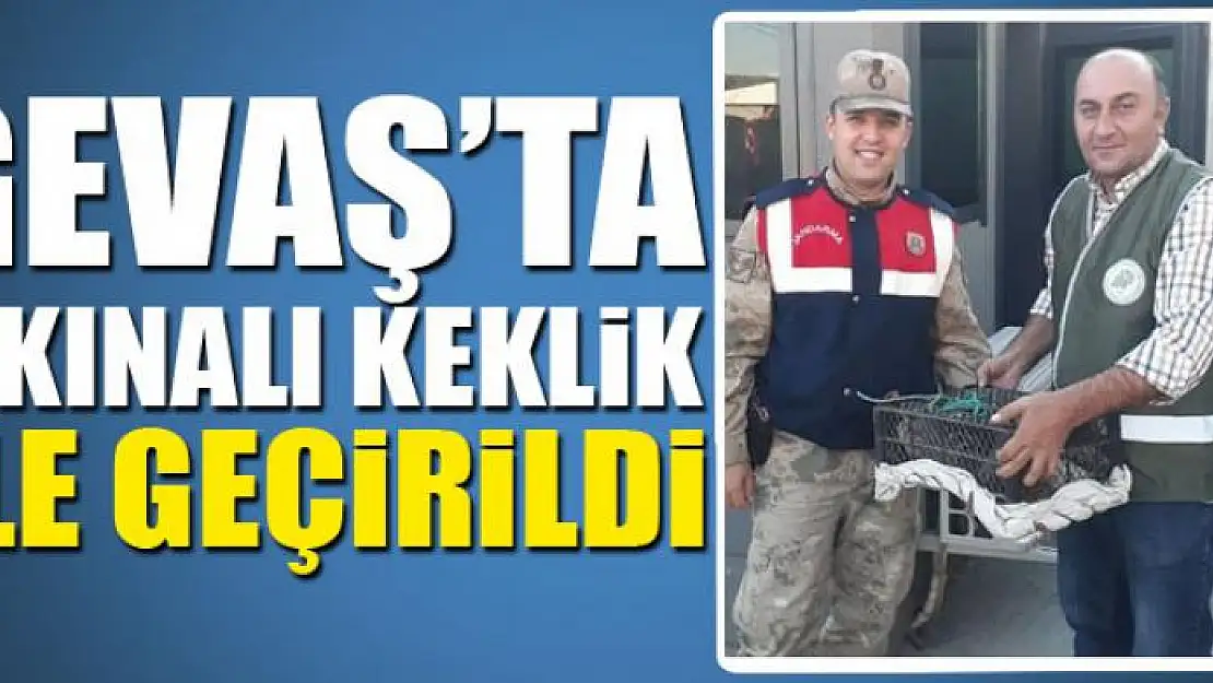 Gevaş'ta 3 kınalı keklik ele geçirildi