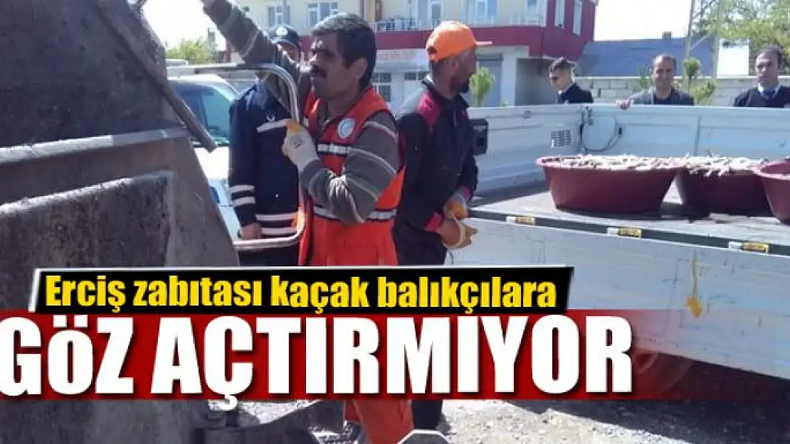 Erciş zabıtası kaçak balıkçılara göz açtırmıyor