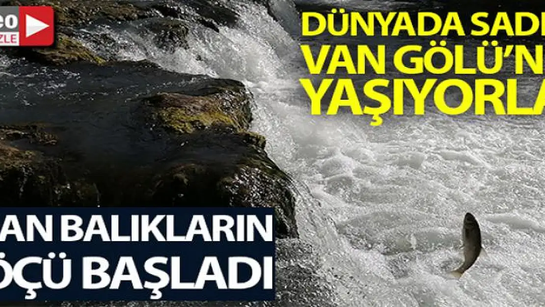 Dünyada sadece Van Gölü'nde yaşıyorlar...Uçan balıkların göçü başladı