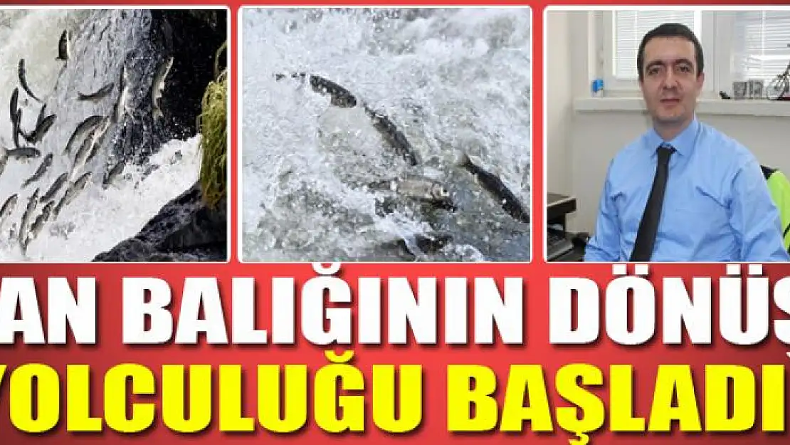 Van Balığının dönüş yolculuğu başladı 