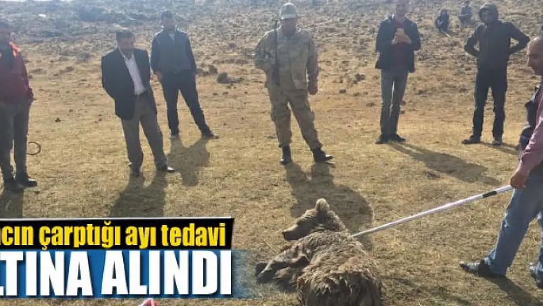 Aracın çarptığı ayı tedavi altına alındı