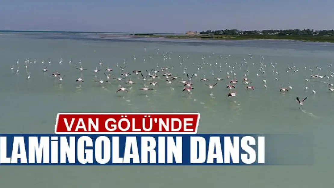 Van Gölü'nde flamingoların dansı