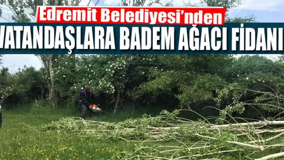 Edremit Belediyesi'nden vatandaşlara badem ağacı fidanı 