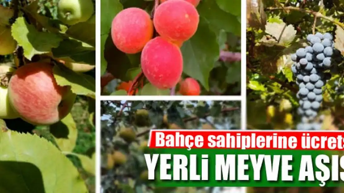 Bahçe sahiplerine ücretsiz yerli meyve aşısı