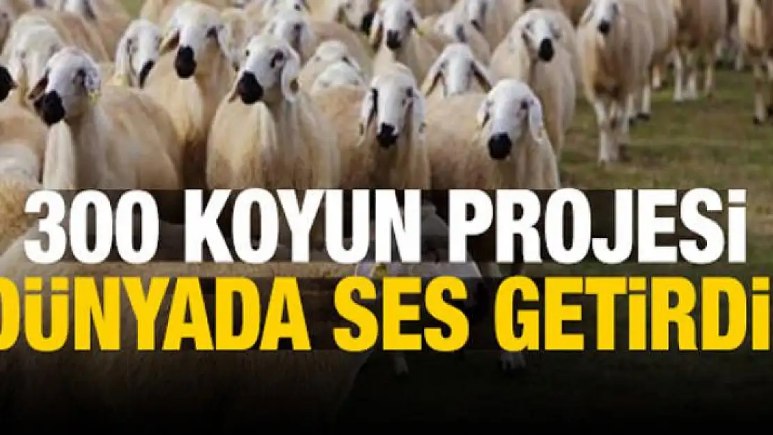 300 koyun projesi dünyada ses getirdi!