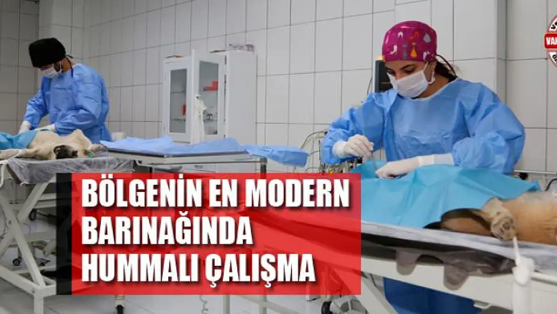 Bölgenin en modern barınağında hummalı çalışma