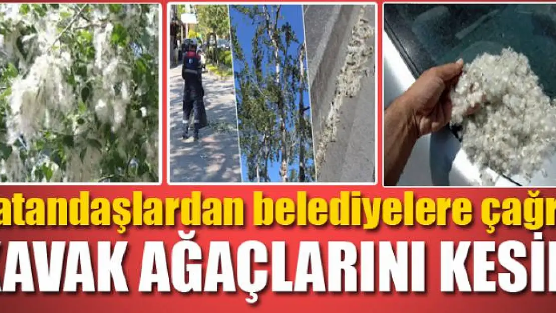 Vatandaşlardan belediyelere çağrı: Kavak ağaçlarını kesin