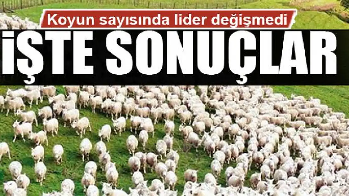 Van, koyun sayısında Türkiye lideri