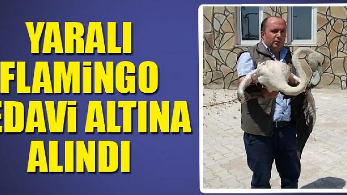 Yaralı Flamingo tedavi altına alındı