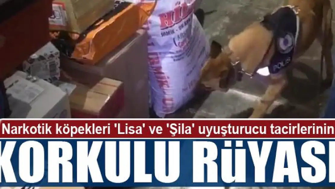 Narkotik köpekleri 'Lisa' ve 'Şila' uyuşturucu tacirlerinin korkulu rüyası 