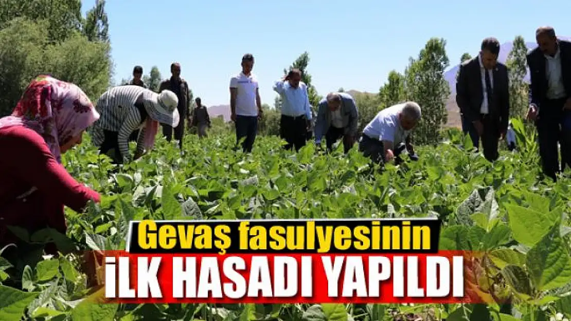 Gevaş fasulyesinin ilk hasadı yapıldı