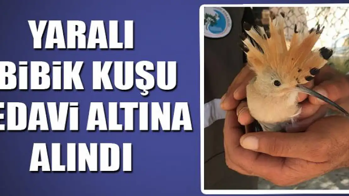 Yaralı İbibik kuşu tedavi altına alındı