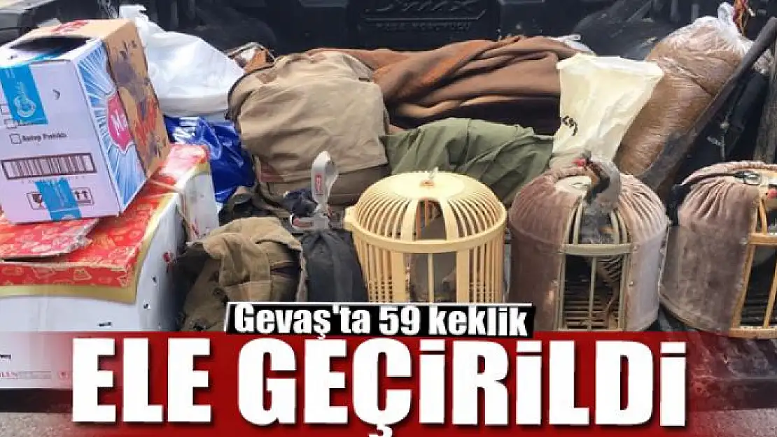 Gevaş'ta 59 keklik ele geçirildi