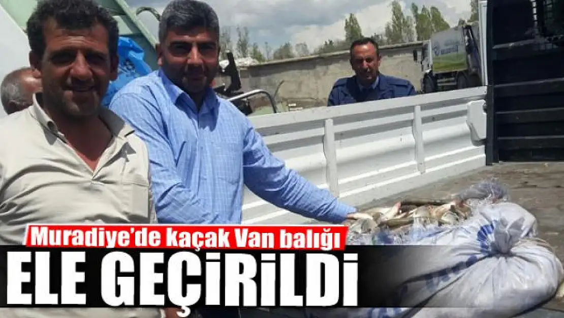 Muradiye'de kaçak Van balığı ele geçirildi