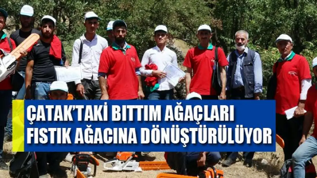 Çatak'taki bıttım ağaçları fıstık ağacına dönüştürülüyor