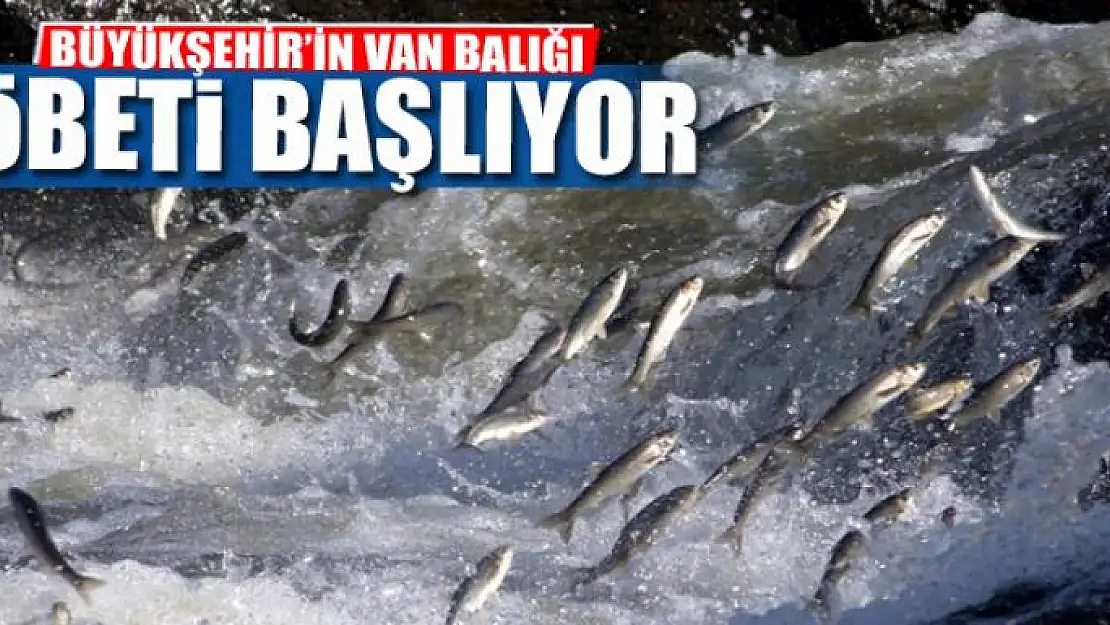 BÜYÜKŞEHİR'İN VAN BALIĞI NÖBETİ BAŞLIYOR