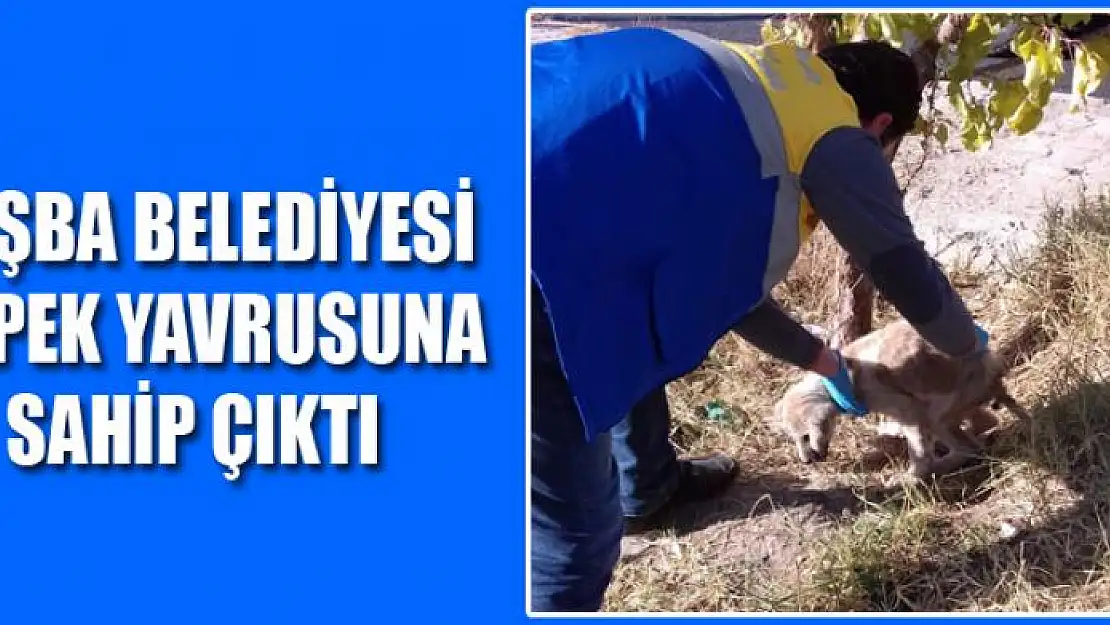 Tuşba Belediyesi ekipleri köpek yavrusuna sahip çıktı