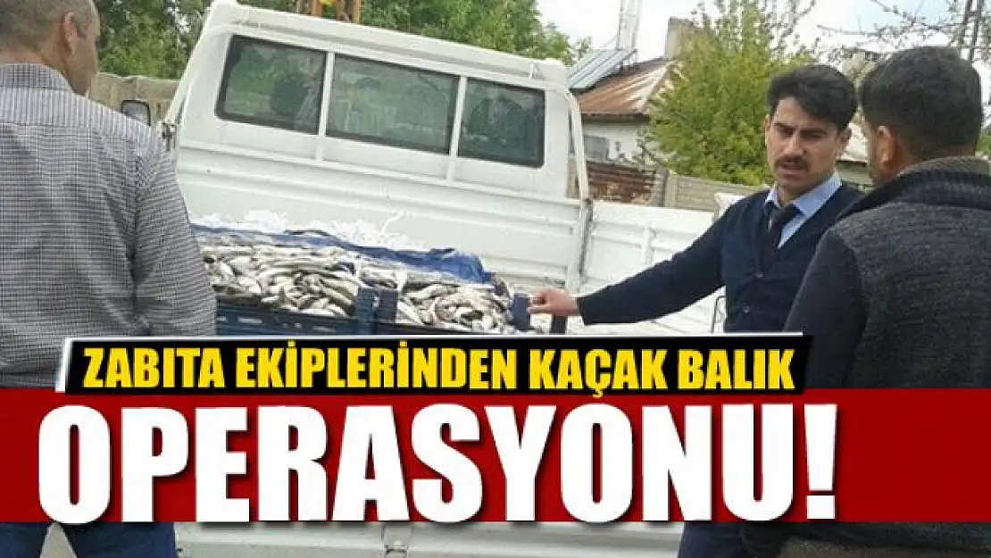 Zabıta ekiplerinden kaçak balık operasyonu