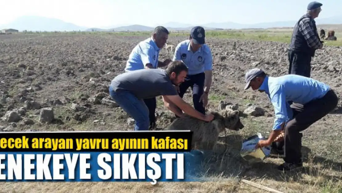 Yiyecek arayan yavru ayının kafası tenekeye sıkıştı