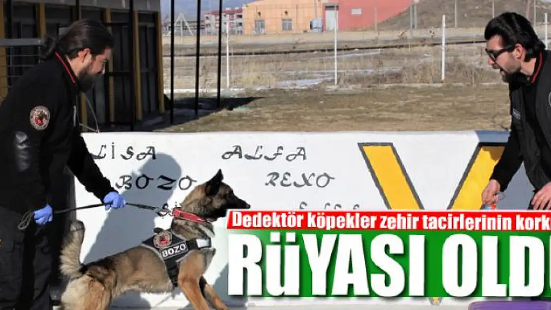 Dedektör köpekler zehir tacirlerinin korkulu rüyası oldu