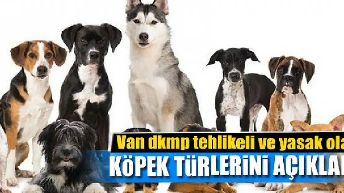 Van dkmp tehlikeli ve yasak olan köpek türlerini açıkladı