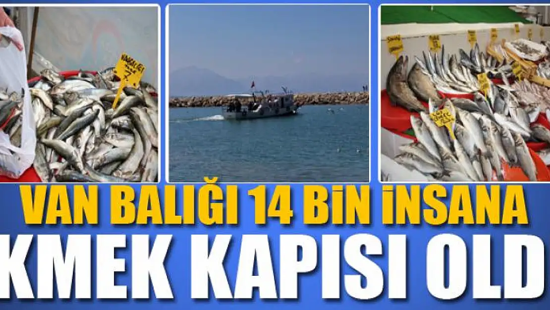 Van balığı 14 bin insana ekmek kapısı oldu