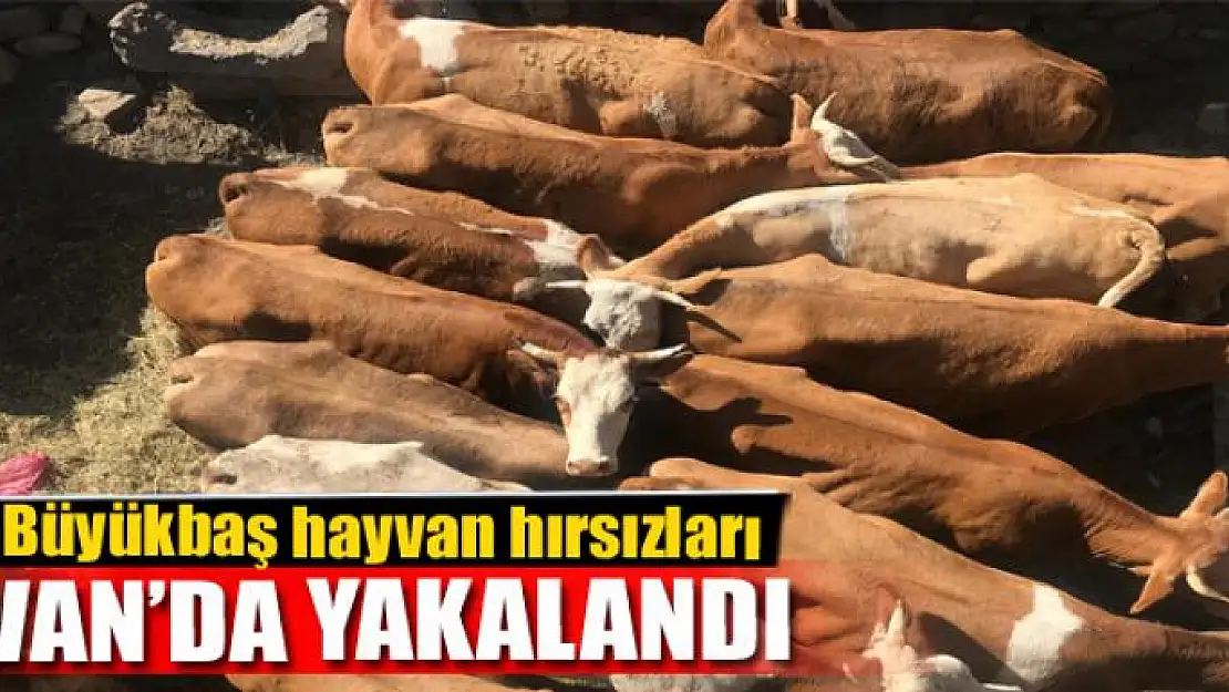 Büyükbaş hayvan hırsızları Van'da yakalandı