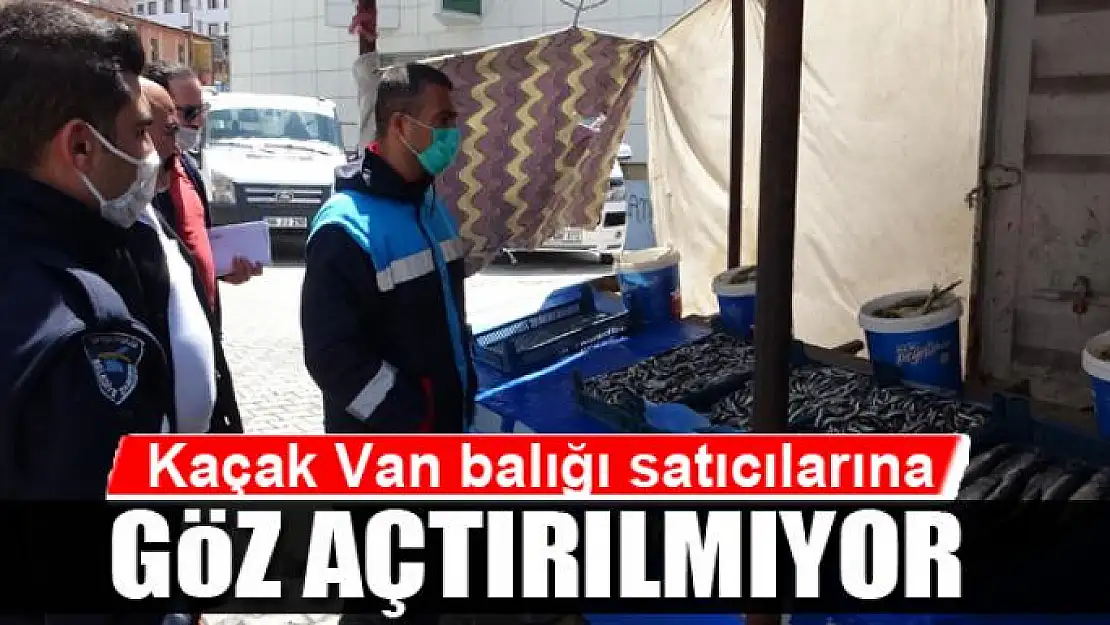 Kaçak Van balığı satıcılarına göz açtırılmıyor