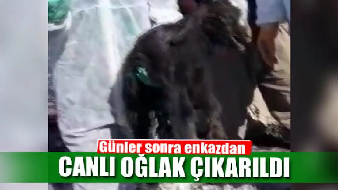 Günler sonra enkazdan canlı oğlak çıkarıldı