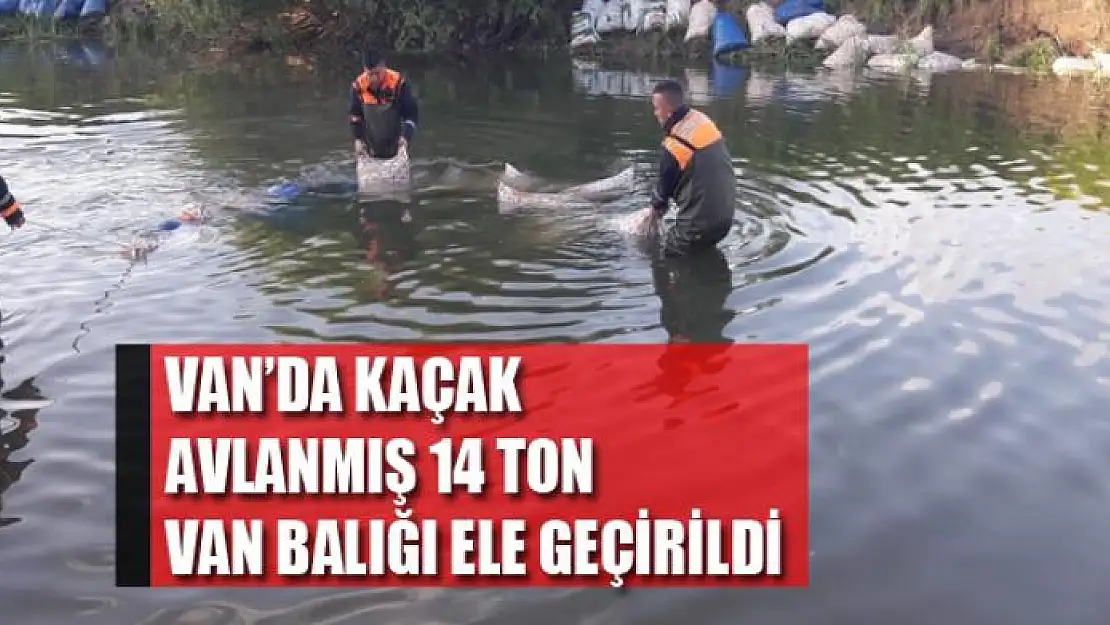 Van'da kaçak avlanmış 14 ton Van balığı ele geçirildi