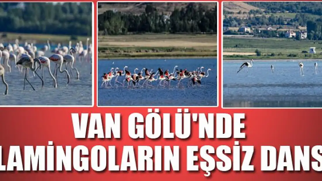 Van Gölü'nde flamingoların eşsiz dansı