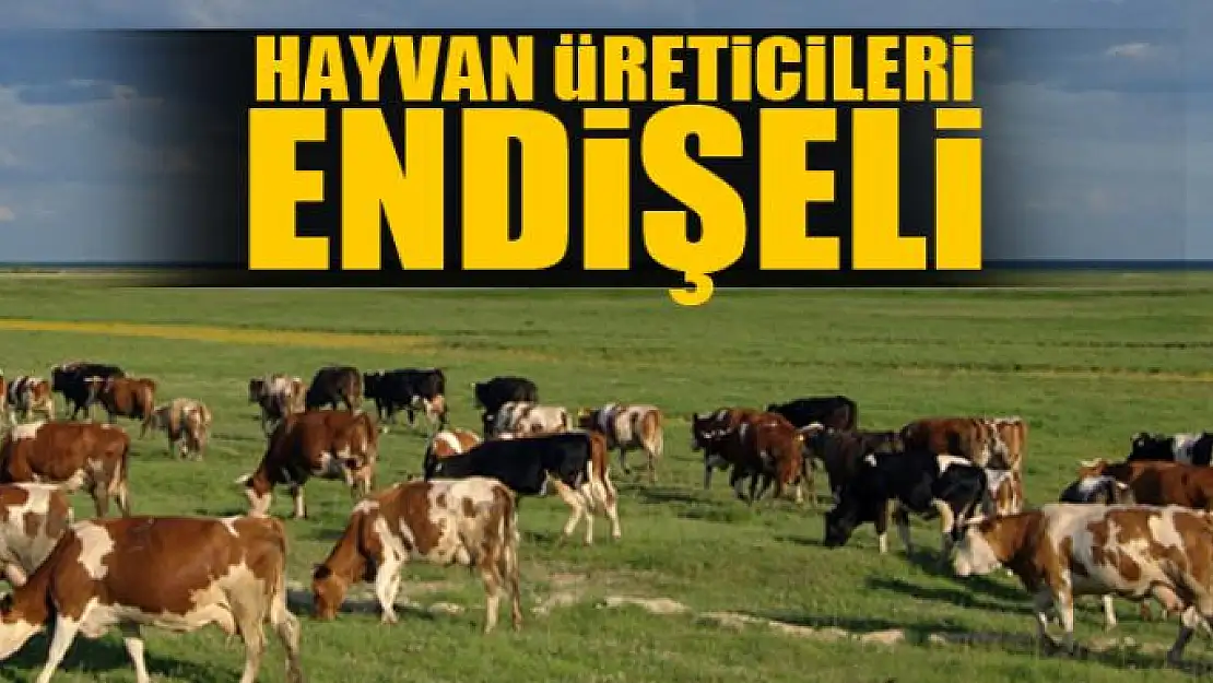 HAYVAN ÜRETİCİLERİ ENDİŞELİ