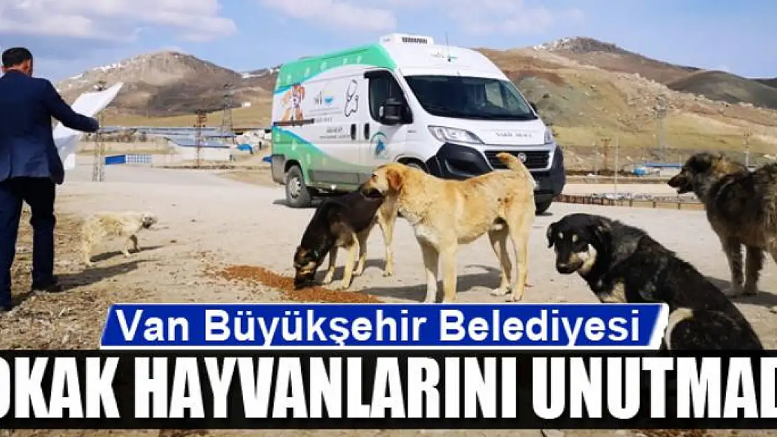 Van Büyükşehir Belediyesi sokak hayvanlarını unutmadı