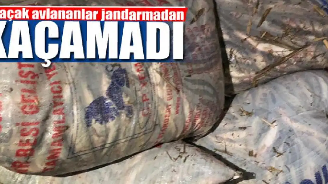 Kaçak avlananlar jandarmadan kaçamadı 