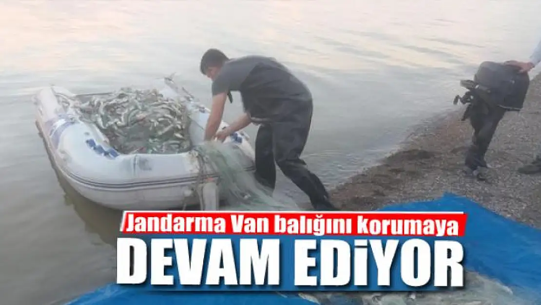 Jandarma Van balığını korumaya devam ediyor