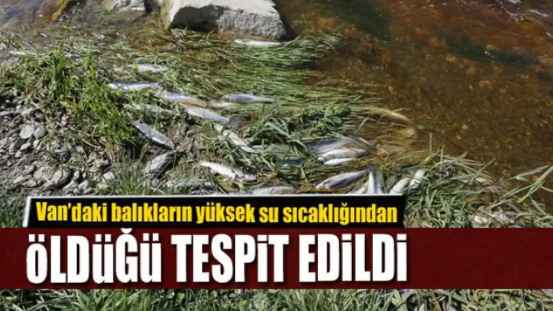 Van'daki balıkların yüksek su sıcaklığından öldüğü tespit edildi