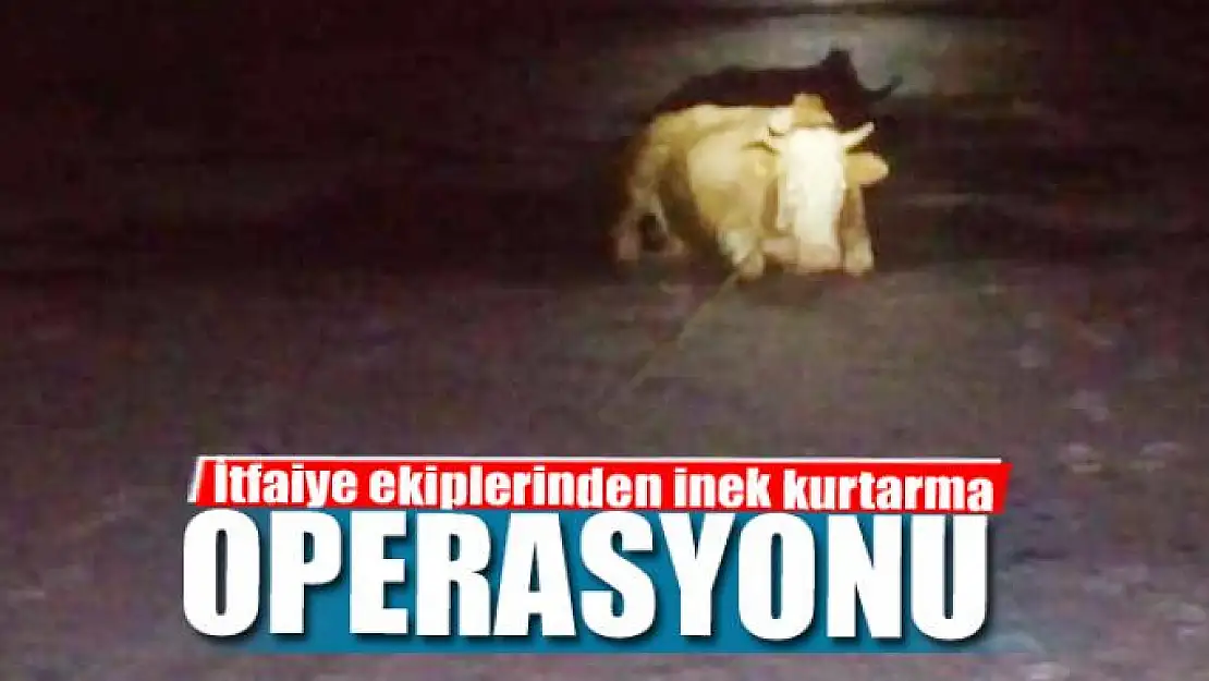 İtfaiye ekiplerinden inek kurtarma operasyonu