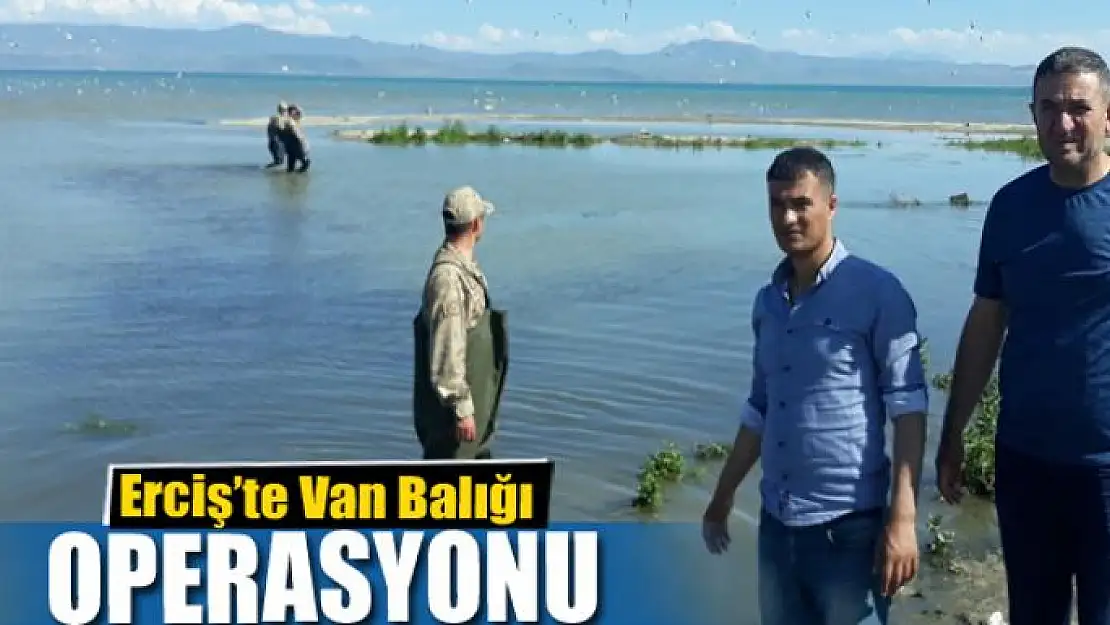 Erciş'te Van balığı operasyonu