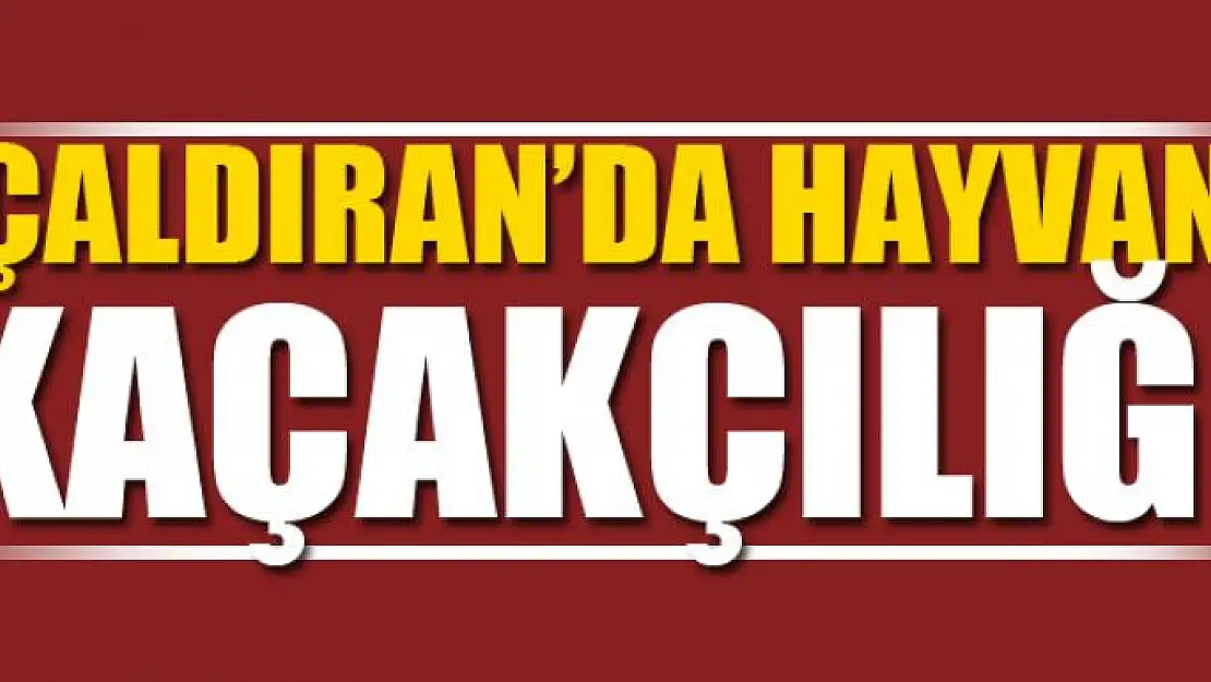 Çaldıran'da hayvan kaçakçılığı